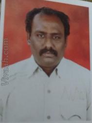 VHN3086  : Gavara (Telugu)  from  Madurai