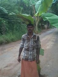 VHN9673  : Kumbara (Malayalam)  from  Thrissur