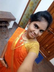 VHV0725  : Gavara (Tamil)  from  Erode