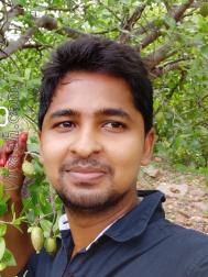 VVF5067  : Thogata (Telugu)  from  Cuddapah